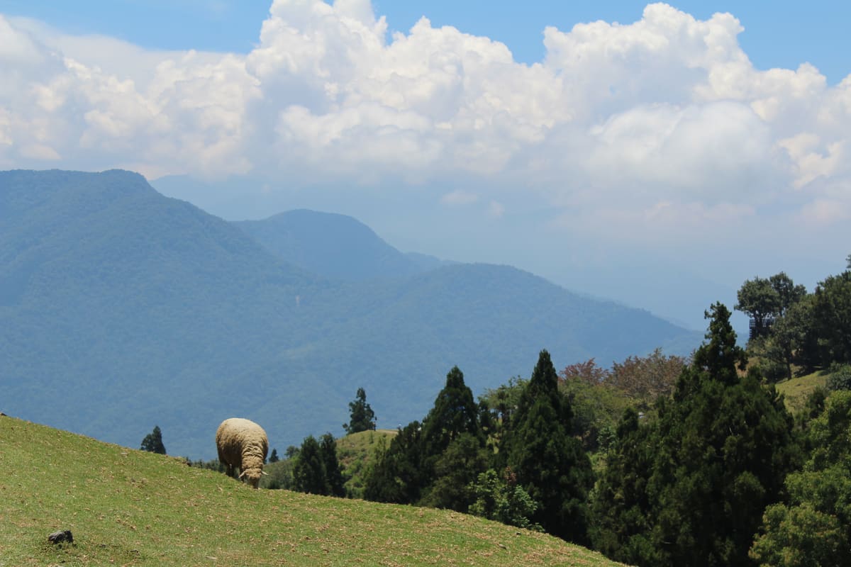 Schafe auf den grünen Hangwiesen der Cingjing Farm