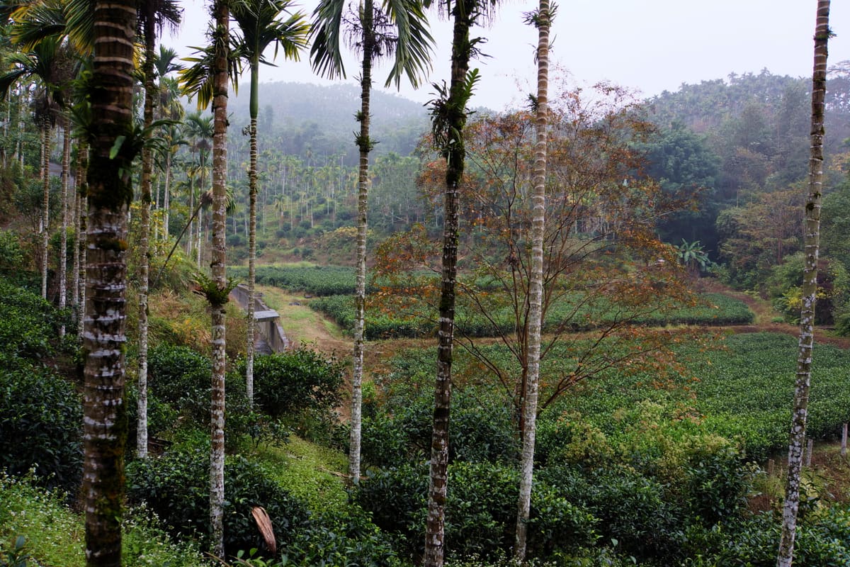 Terrassierte Teeplantagen auf den Hügeln von Puli in Nantou