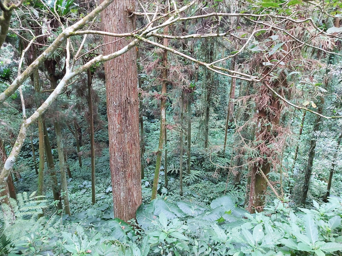 Nebel zwischen hohen Zedernstämmen im Naturgebiet Xitou